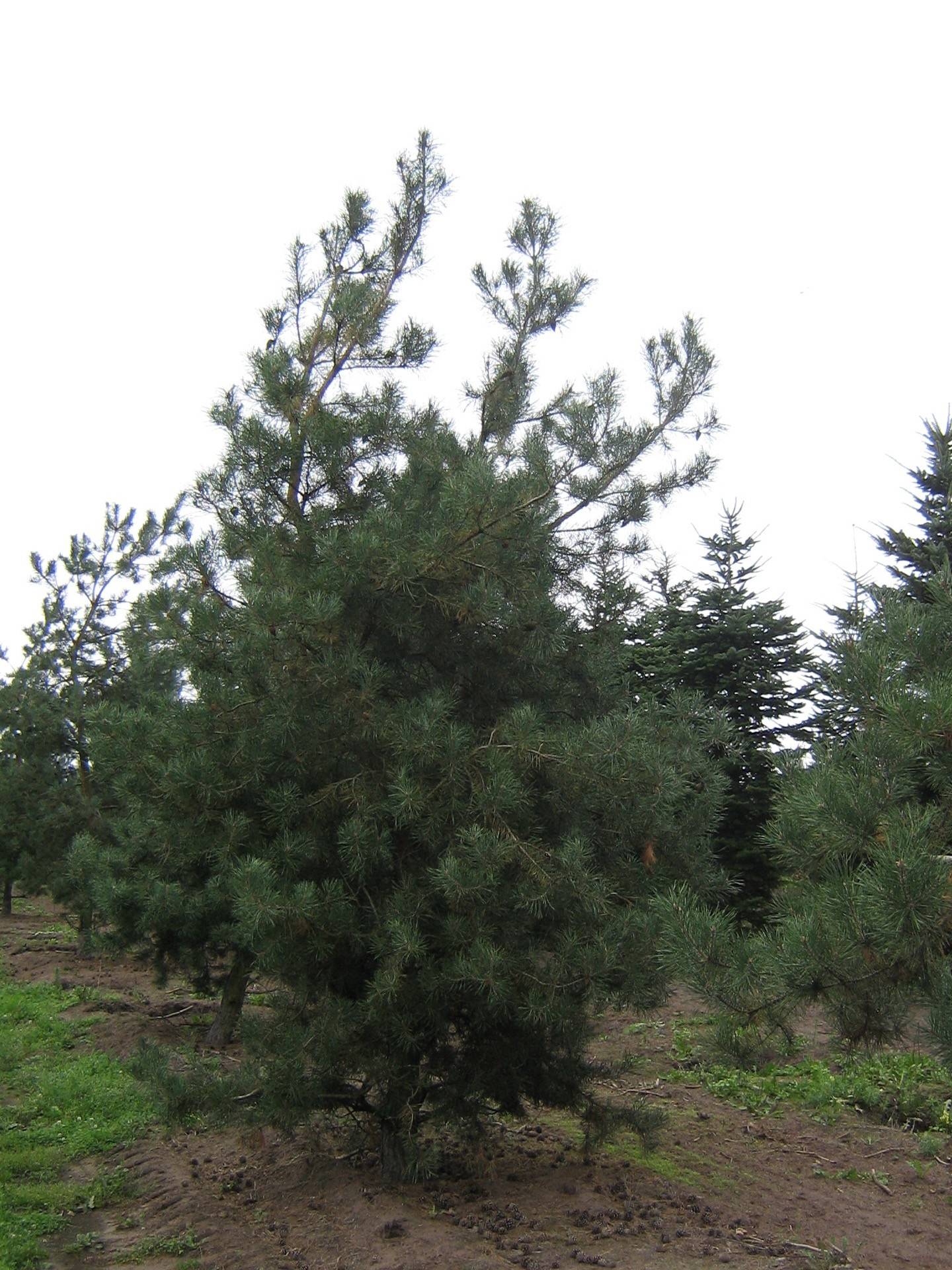 Pinus sylvestris_13